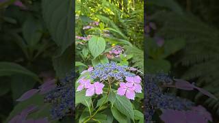 Hydrangea Serrata - stunning tropical look 👀💐🌴 #hydrangeas #hydrangea #garden #gardening