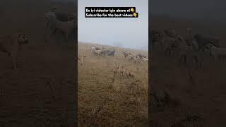 KANGALS #wildlife #subscribe #nature #dogs #youtubeshorts #subscribers #shorts #youtube #shortvideo