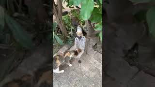 Cute kitten don’t like food like that