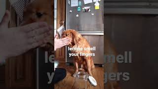 Feeding My Dog Invisible Treats … #short #dog #goldenretriever