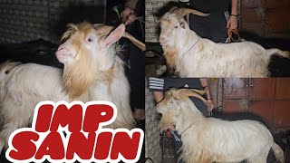 IMP Line nahi IMP hi hai || Sanin Goats in Mumbai || Al Mehtab Goat Farm