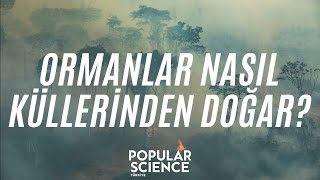 Ormanlar Kendini Nasıl Yeniler? | Popular Science Türkiye