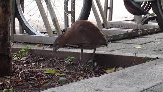 🐦 賞鳥趣─一二三，木頭鳥 (2019.09.26) 🐦