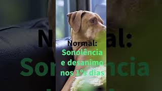 Dica pet: COMO CUIDAR DO CACHORRO APÓS A CASTRAÇÃO