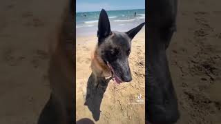 Partie 2 😱. #video #youtubeshorts #viral #dog #malinois #chien #atom #k9 #crocodile