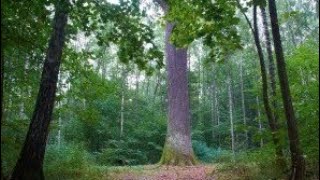 ☁️🌳☁️ДУБ - ПАТРИАРХ👑🌿Одно из древнейших деревьев Беларуси. Возраст ~700 лет. Высота~40м.Диаметр~2 м