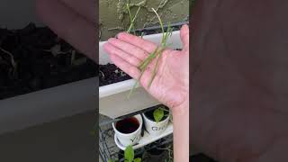 ASMR quick container garden harvest #containergarden