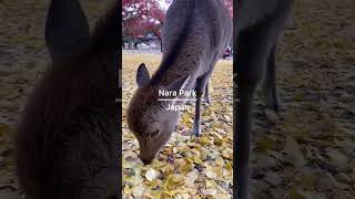 Nara Park, Japan 🦌🇯🇵