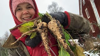 Harvest calendar, day 3: Parsnips