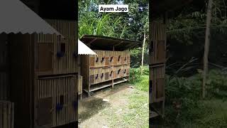 Ayam Jago Jagonya Cinderalas Rumahnya di Tengah Hutan 🥸🥸🥸