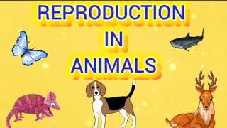 Science Lesson- Reproduction In Animals || Word Bank, Q&A  || CBSE 5th Grade || Kidos Edu Point