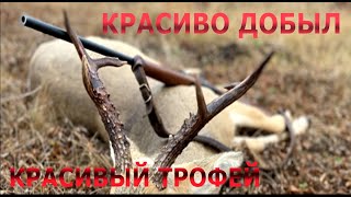 КРАСИВО ДОБЫЛ КРАСИВЫЙ ТРОФЕЙ! Охота на косулю!