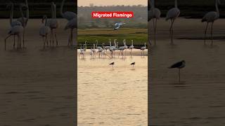 Flamingo Watching | Bird Sanctuary Safari  near Pune #firstshortvideo #bhigwan