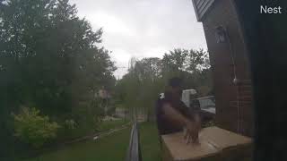 Another Careless FedEx Delivery Driver