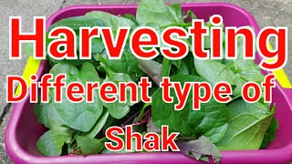 Harvesting different type of shak.