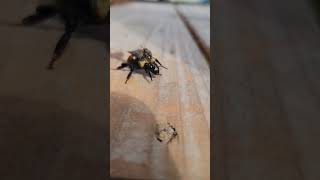 Saved the same bee again.. this time, she had a friend on her back.