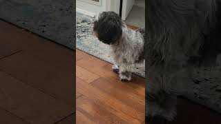 Stubborn Shihtzu.. #viral #shihtzumania #cute #cute