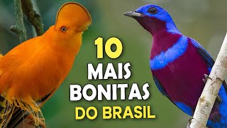 As 10 AVES MAIS BONITAS DO BRASIL