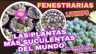 LAS PLANTAS MÁS SUCULENTAS DEL MUNDO (PLEIOSPILOS NELII RUBRA / FENESTRARIA / LITHOPS )