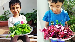 My Son harvested Palak and Red Amaranthus in Terrace Garden.