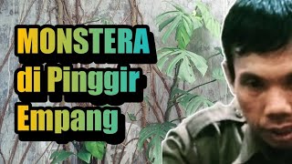 Melihat Tanaman MONSTERA Tumbuh Liar di Pinggir Empang