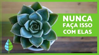 7 ERROS comuns ao CULTIVAR SUCULENTAS 🌵⚠️