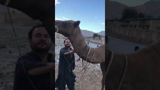 Camels loading part   111 #camel #youtubeshorts #animals #youtubevideos #ytshorts #shorts