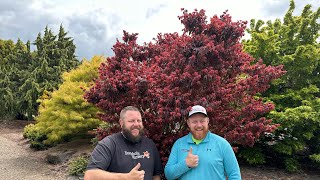 Incredible 'Kurenai jishi' Red Lion Japanese Maple