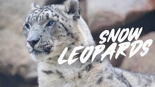 Snow Leopards