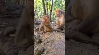 Ce petit singe dort littéralement debout !