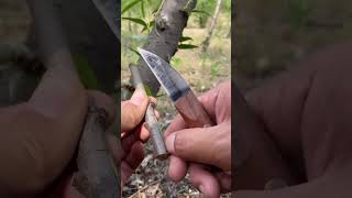 Use tools to graft trees 😉🌳