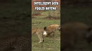 Intelligent deer fooled hayena #shorts #viral #trending #animals