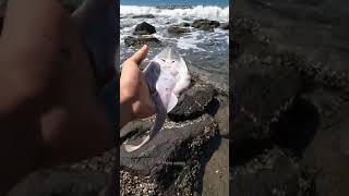 WOW! watch how | saved this cute fish 😱 #shorts