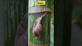 Paon ki Juti #shorts #PaonKiJuti #snail