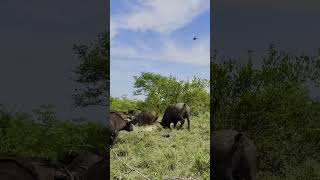 Herd of Buffaloes Tramples Old Male Lion in Epic Battle 😢