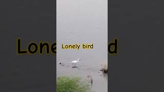 Lonely  Bird