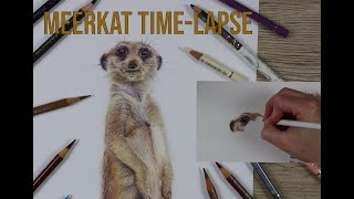 Meerkat FULL time-lapse video