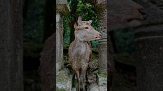 Deer at Nara 🦌 #nara #japan #deer