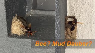 Bee? Mud Dauber build nest by Yuko Wee