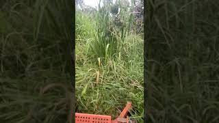 Mowing through the tall grass at the Earther Academy farm. Hopefully you can hear me :-) #Mowing