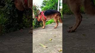 German shepherd morning walk #viral #trending #shorts