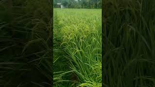 Ngeriiii Juga Padi ni ya....Takut Di Kroyok Sama Burung pipit