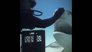 Shark only wants pets