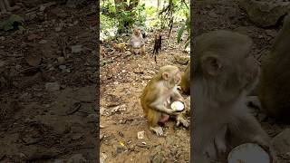 Cute Monkey  Baby #youtuber #viral