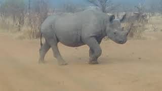 Rhino Road Block, Victoria Falls Private Game Reserve Zimbabwe