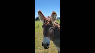 DONKEY BEHAVIOR