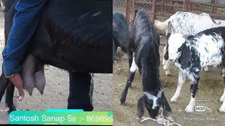 How to Select Goats for Starting New Farm and How to Sell Goats Small Kids in Cutting Market Nashik