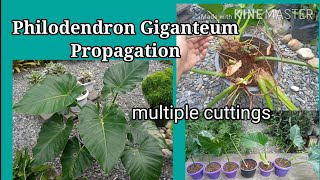 Philodendron Giganteum Propagation & Care |  English subs