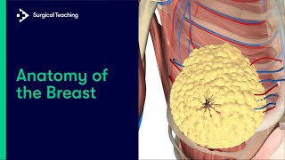 Anatomy of the Breast