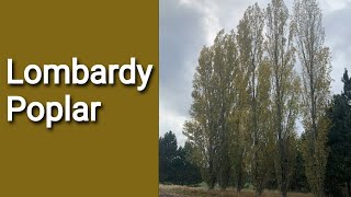 Lombardy Poplar